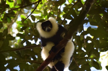 039. Ranomafana NP, black and white ruffed lemur.jpg